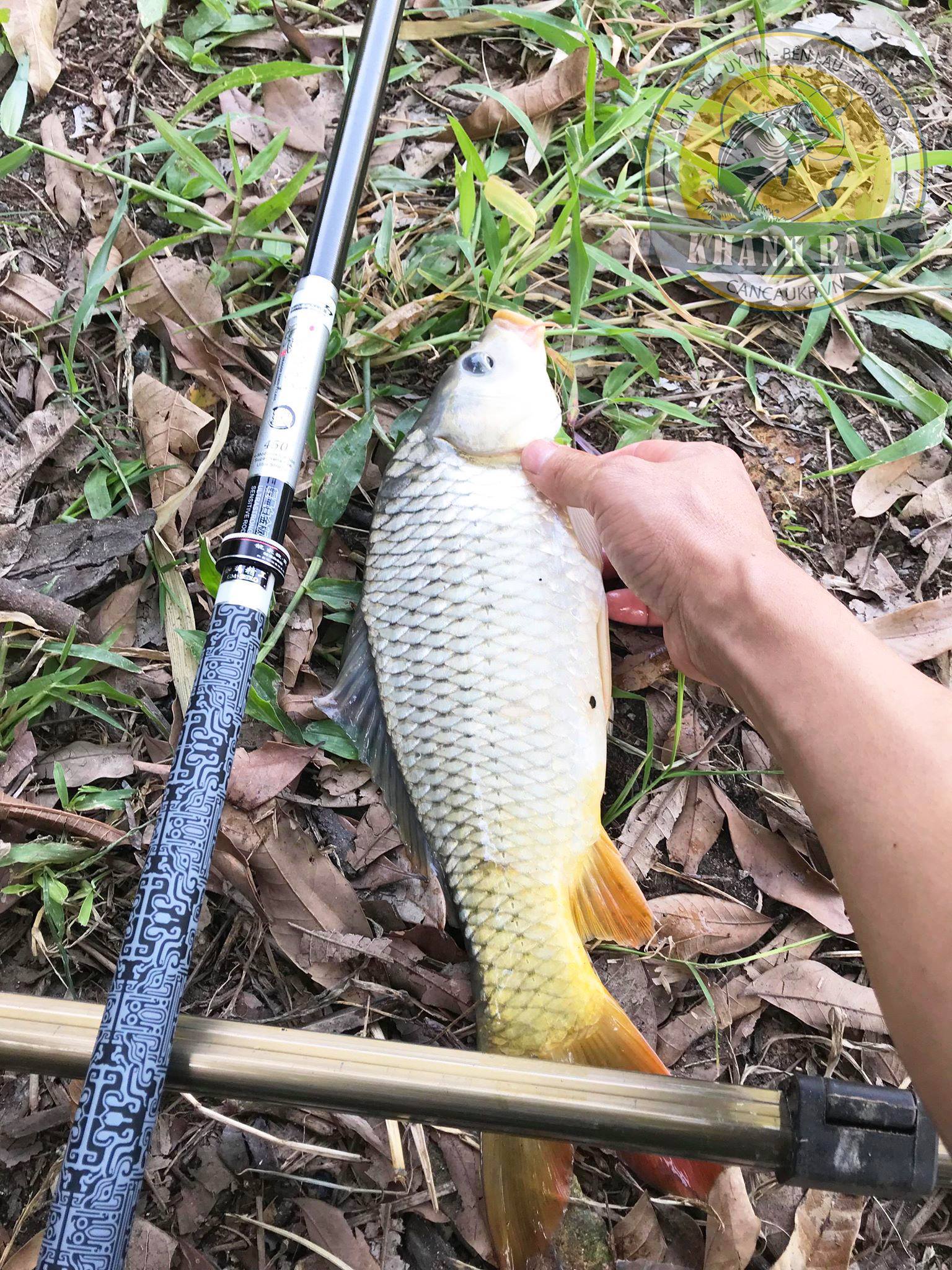 Mồi Câu Cá Sông Tự Nhiên