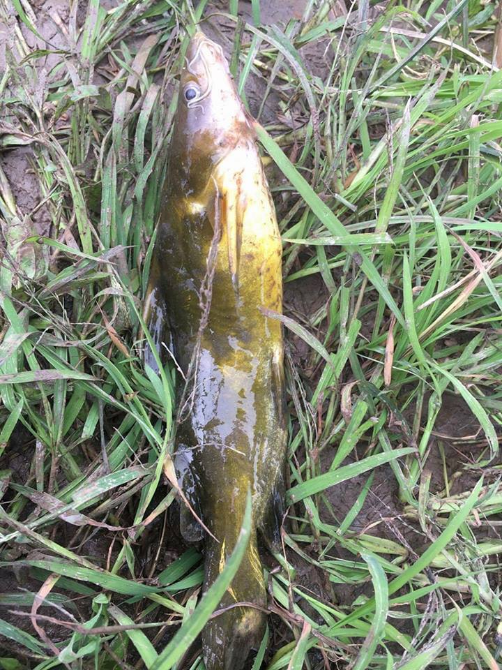 Mồi Câu Cá Bò Sông