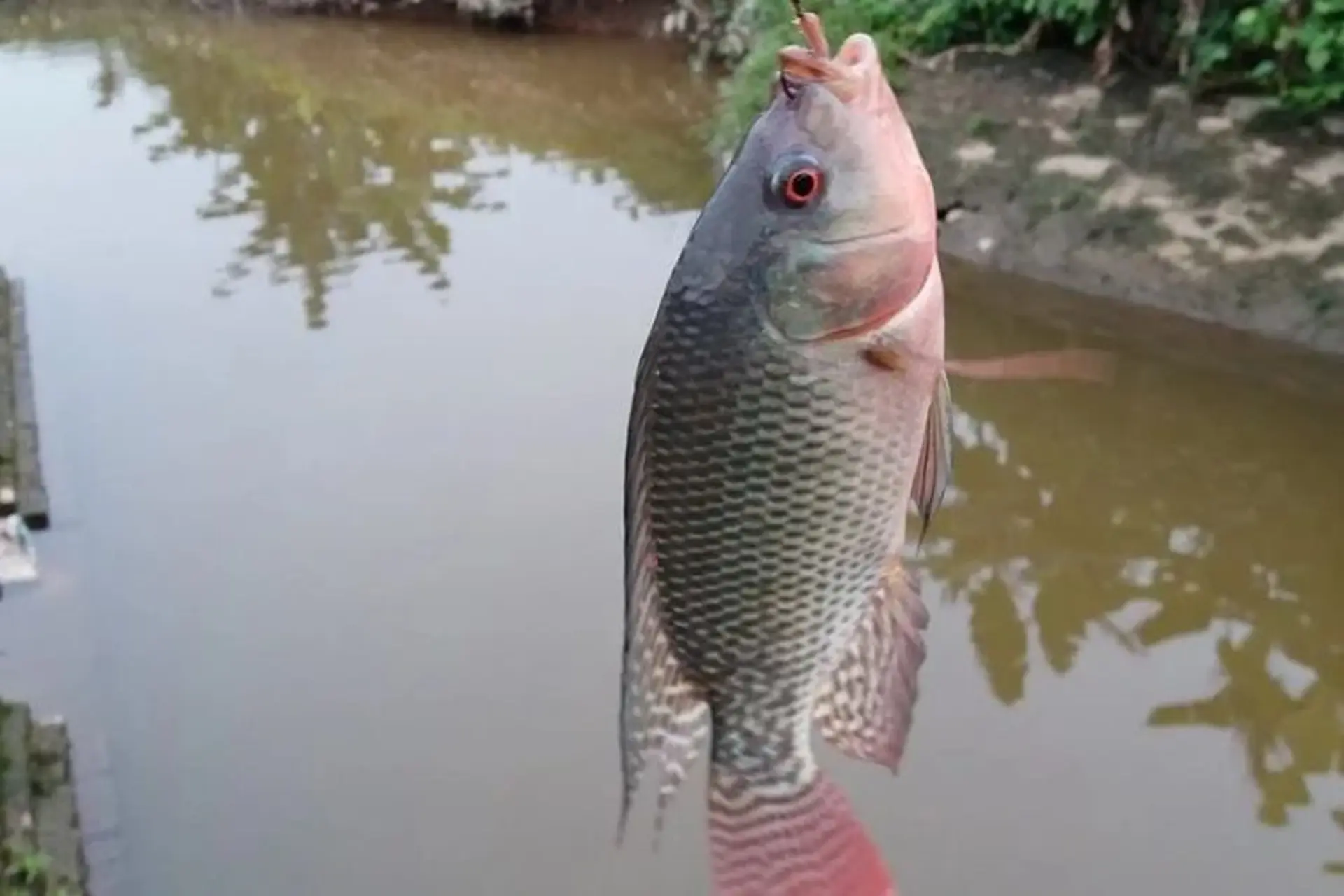 Cách Làm Mồi Câu Cá Rô Phi Bằng Cơm