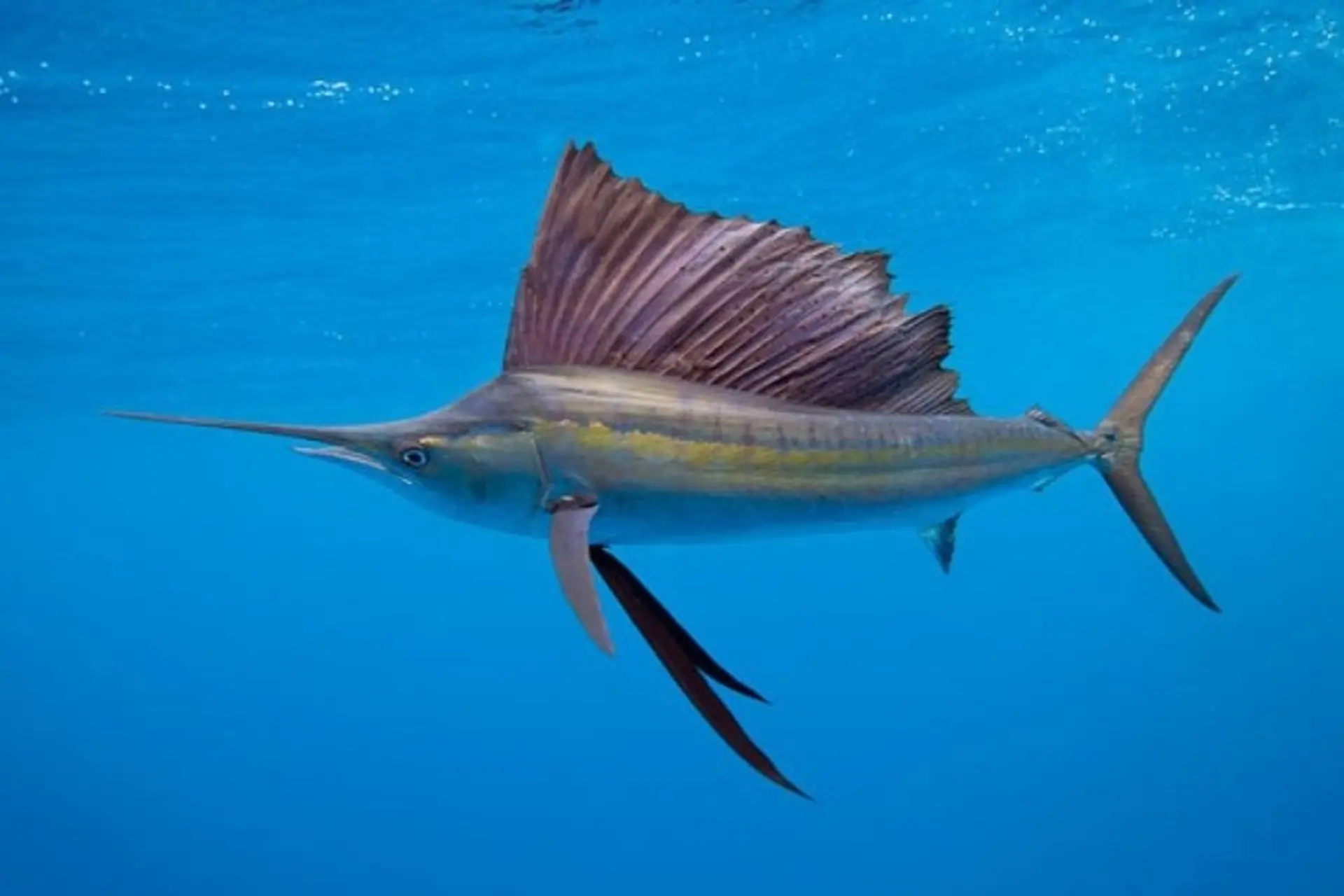 Chế Biến Cá Cờ: Hương Vị Biển Cả Trong Mâm Cơm Việt