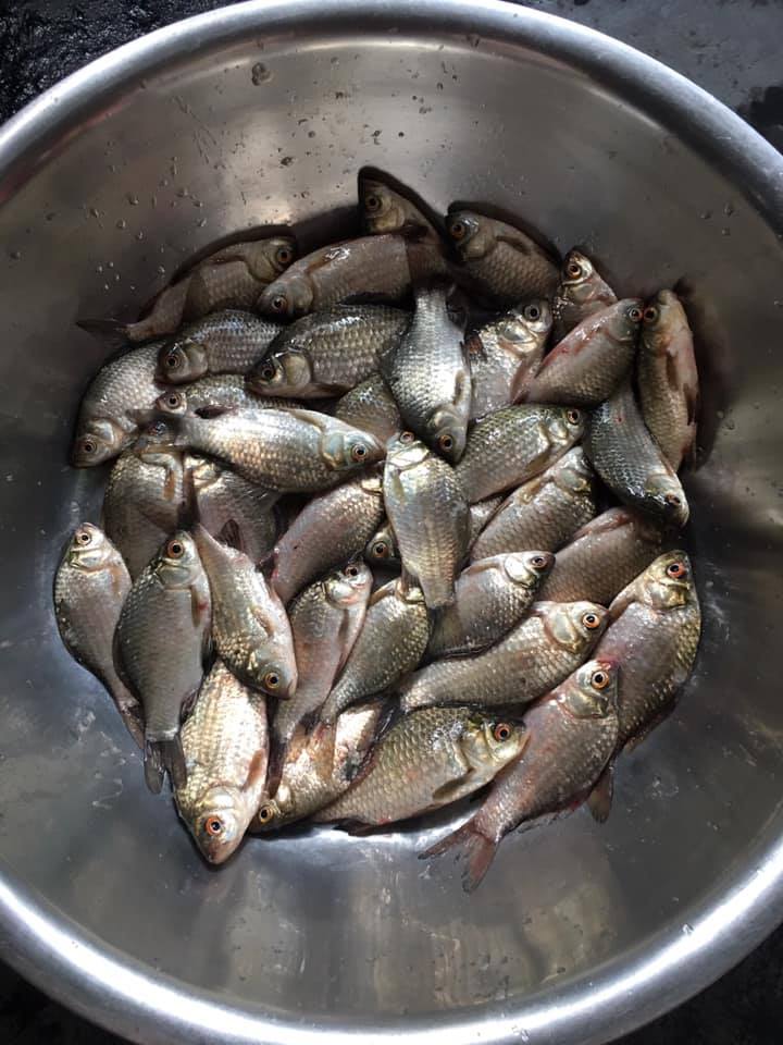 Mồi Câu Cá Diếc