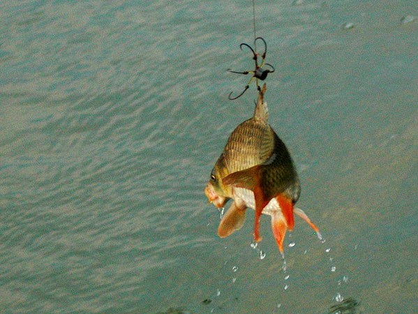 Câu Cá Giải Trí Cần Thơ