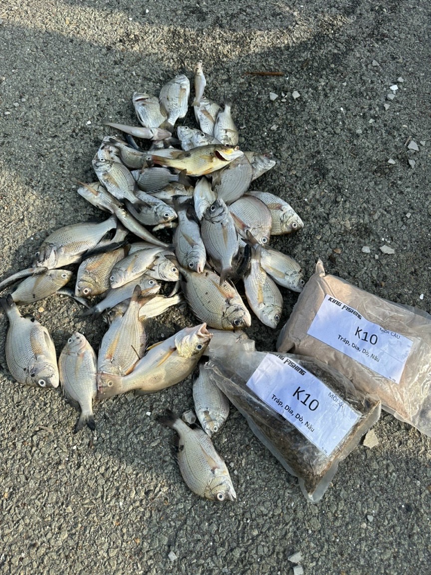 Mồi Câu Cá Tráp