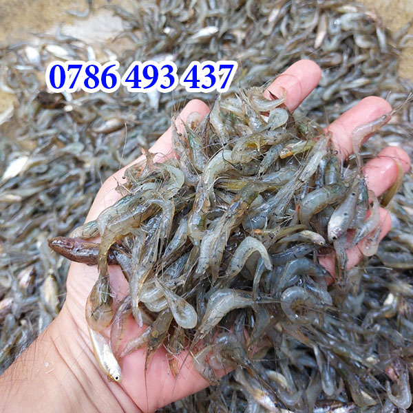 Mồi Câu Trê