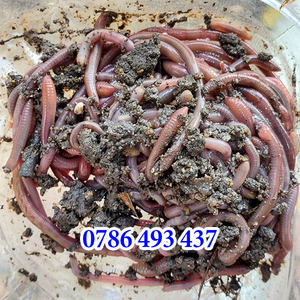 Mồi Trùn Câu Cá Gì