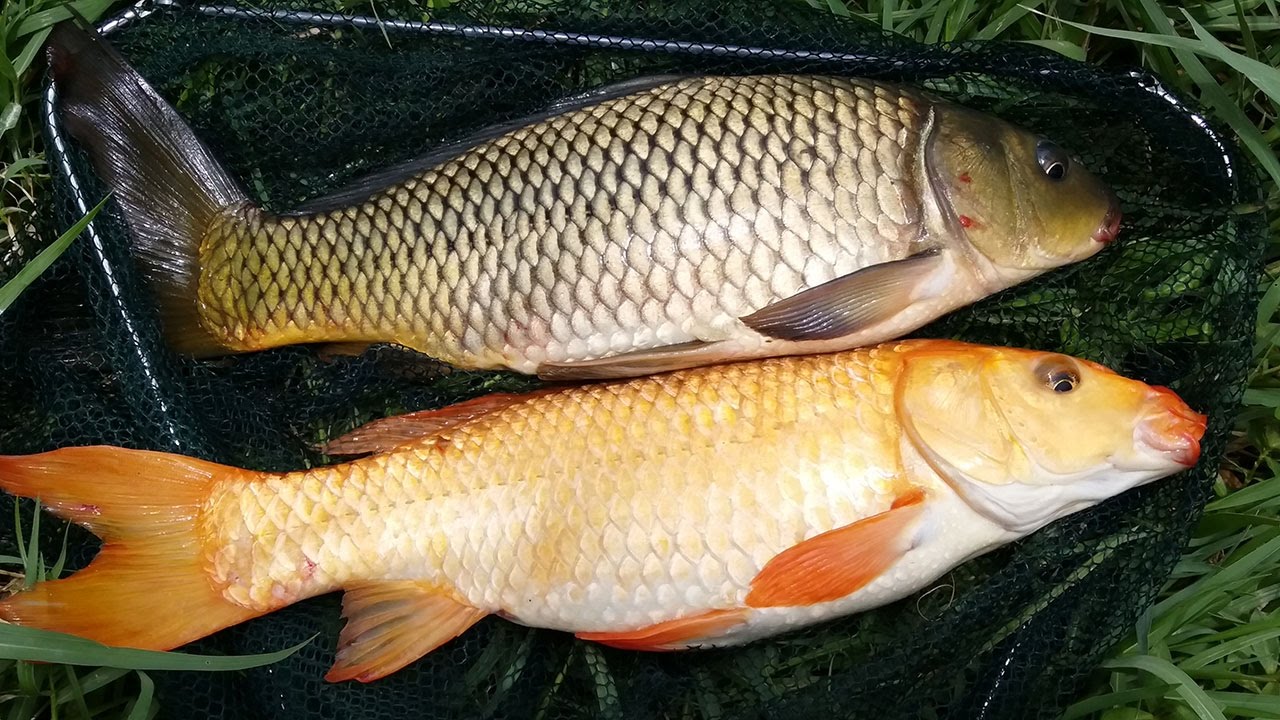 Mồi Câu Cá Chép Vàng