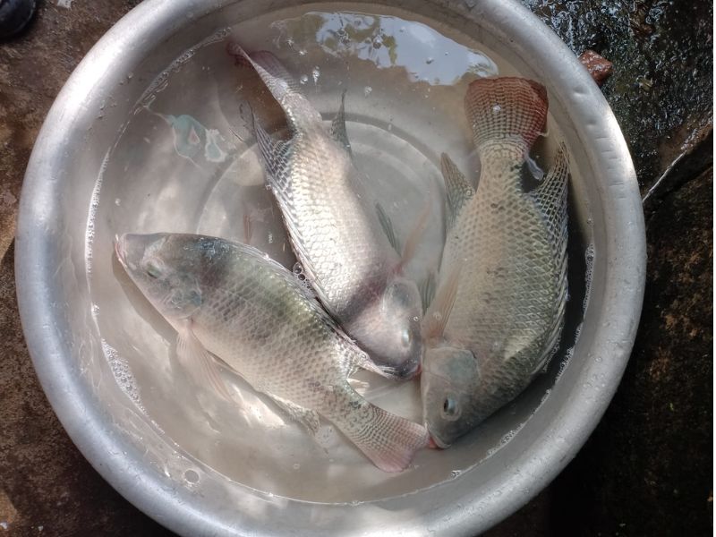 Bài Mồi Khoai Lang Câu Rô Phi