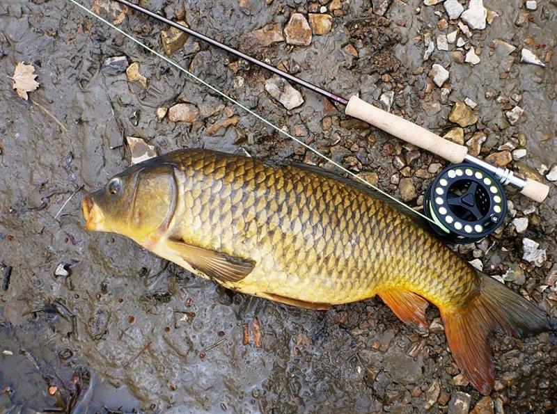 Cách Làm Mồi Câu Cá Bằng A Quỳ