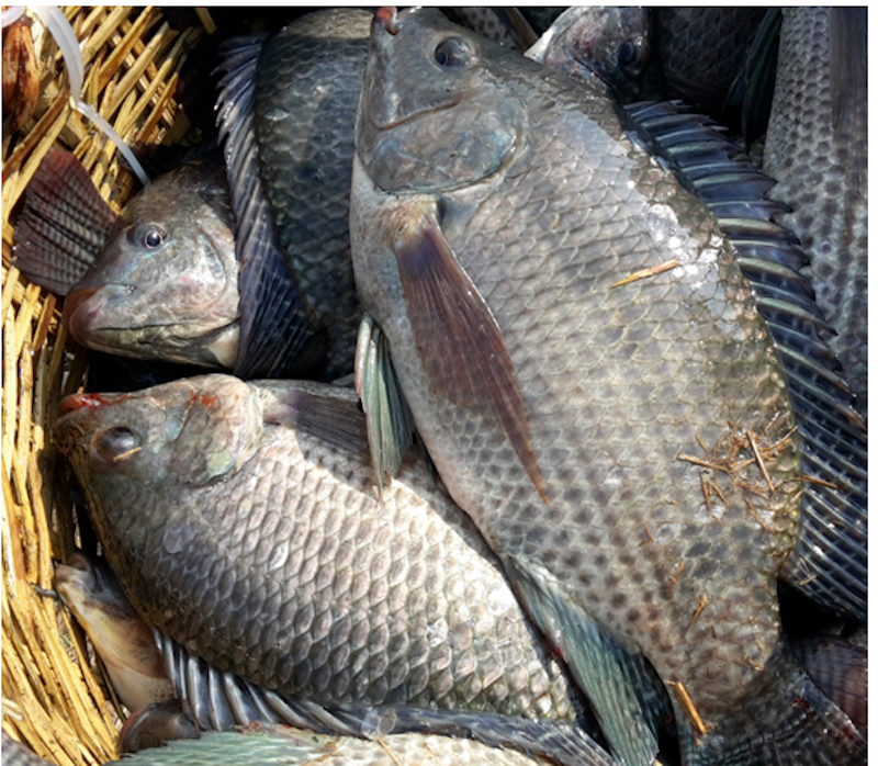 Câu Cá Rô Phi Bằng Mồi Giun