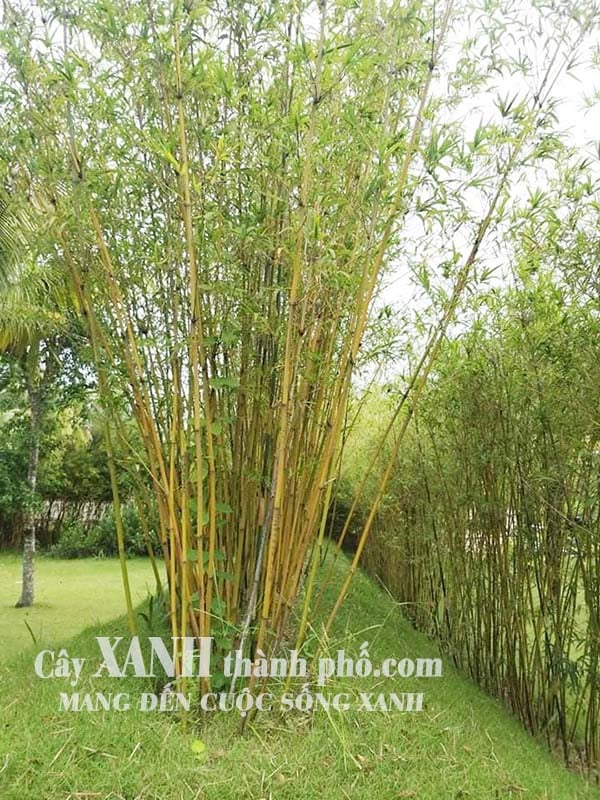 Cần Câu Cá Bằng Trúc