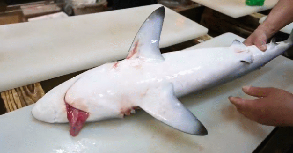 Chế Biến Cá Mập