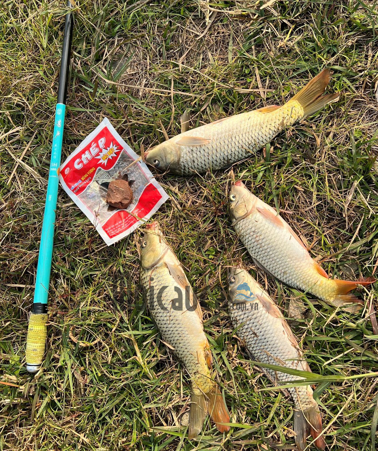 Mồi Câu Cá Chép Hồ Dịch Vụ Hiệu Quả Nhất