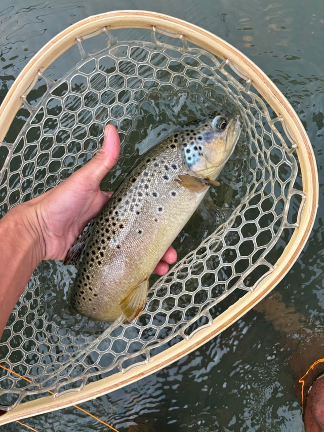 CÂU CÁ NHỒNG BẰNG MỒI GÌ