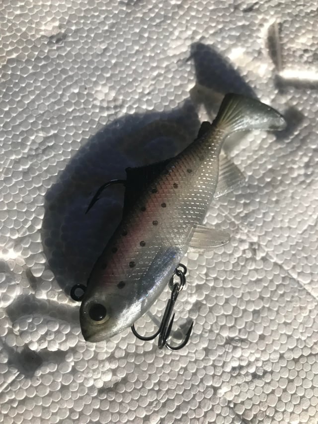 Mồi Câu Cá Hiệu Quả Nhất