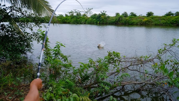 Cá Đè Phao Câu Lục