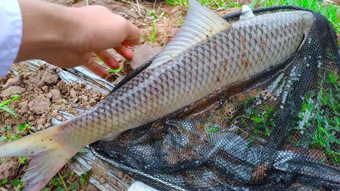 Cá Đè Phao Câu Lục