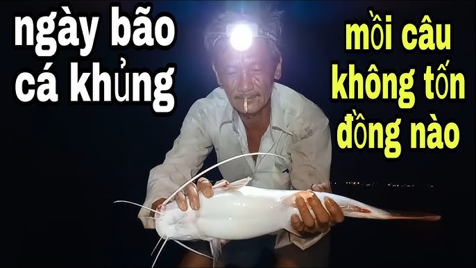 Mồi Câu Cá Tra Hugo