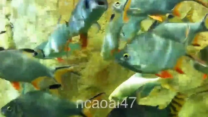 Mồi Câu Cá He Sông