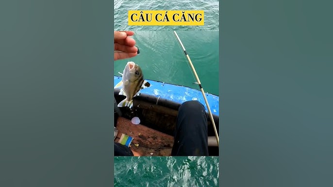 Mồi Câu Cá Căng