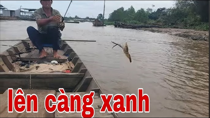 Mồi Câu Cá Căng