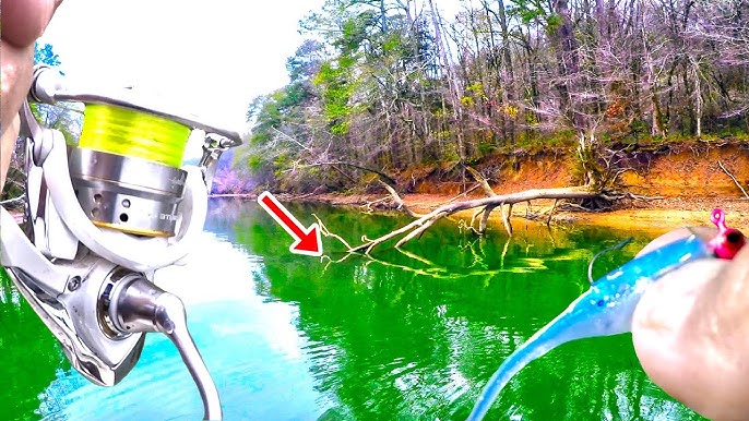 Mồi Câu Cá Trèn