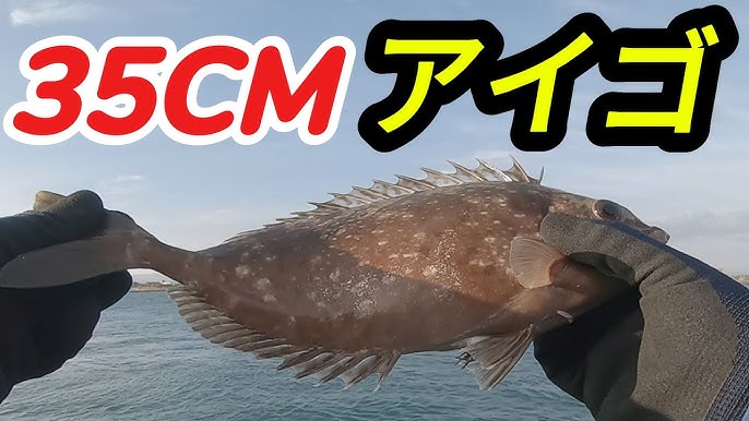 Câu Cá Mồi Tép