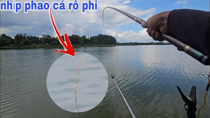 Bài Mồi Khoai Lang Câu Rô Phi