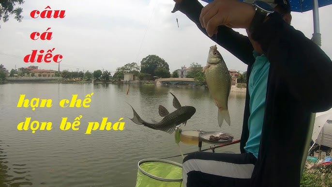 Mồi Câu Cá Dọn Bể