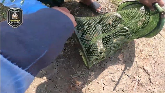 Mồi Câu Cá Rô Phi Nước Lợ