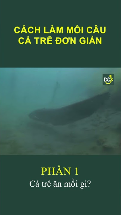 Mồi Ốc Câu Cá Gì