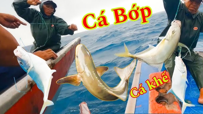 Mồi Câu Cá Bớp