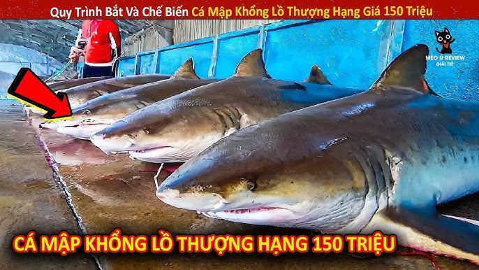 Chế Biến Cá Mập