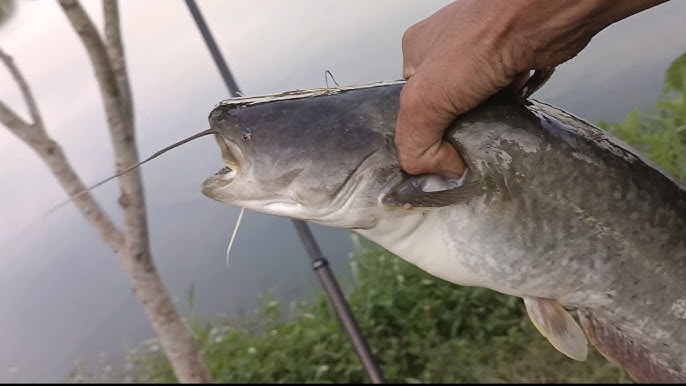 Cách Câu Cá Leo Sông Hiệu Quả Cho Dân Câu Chuyên Nghiệp