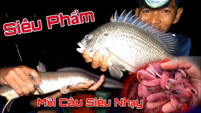 Mồi Câu Cá Ngát
