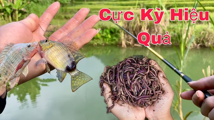Câu Cá Rô Phi Bằng Mồi Giun