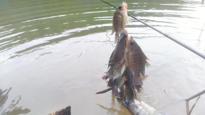 Câu Cá Rô Phi Bằng Mồi Giun