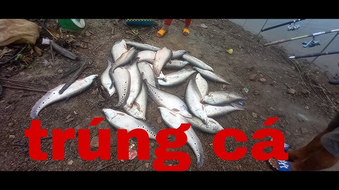 CÁCH LÀM MỒI CÂU CÁ THÁC LÁC CỰC NHẠY