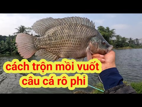 Cách Làm Mồi Vuốt Câu Cá Rô Phi