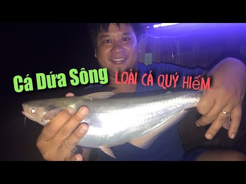 Mồi Câu Cá Dứa