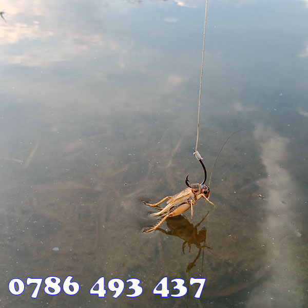 Cách Cắm Cần Câu Cá Lóc