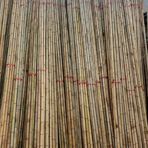 Cần Trúc Câu Cá