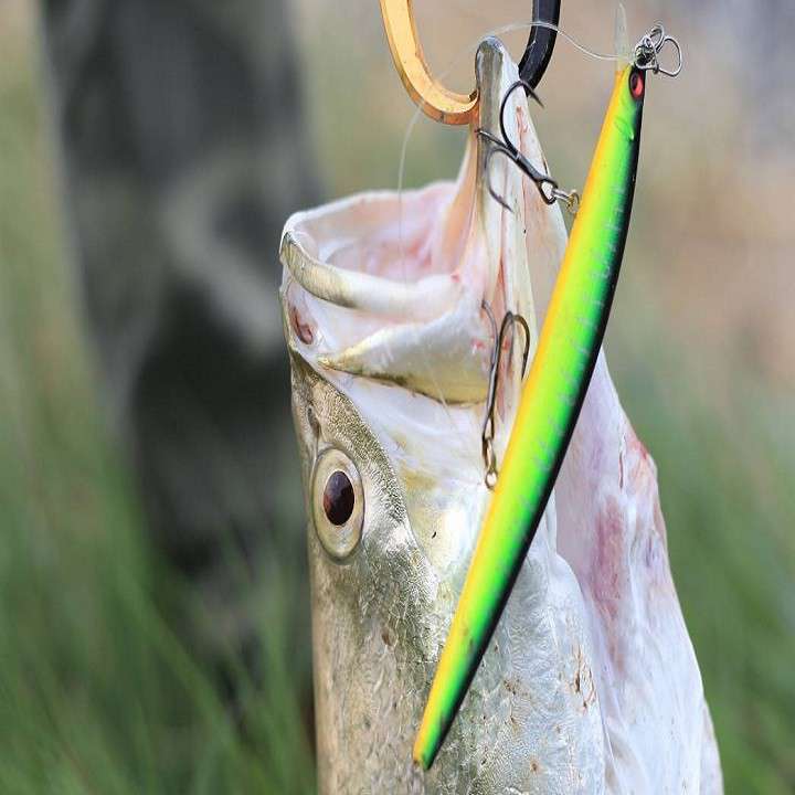 Lưỡi Câu 3 Tiêu Câu Cá Gì