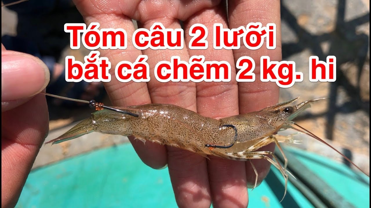 Hướng Dẫn Tóm Lưỡi Câu Cá