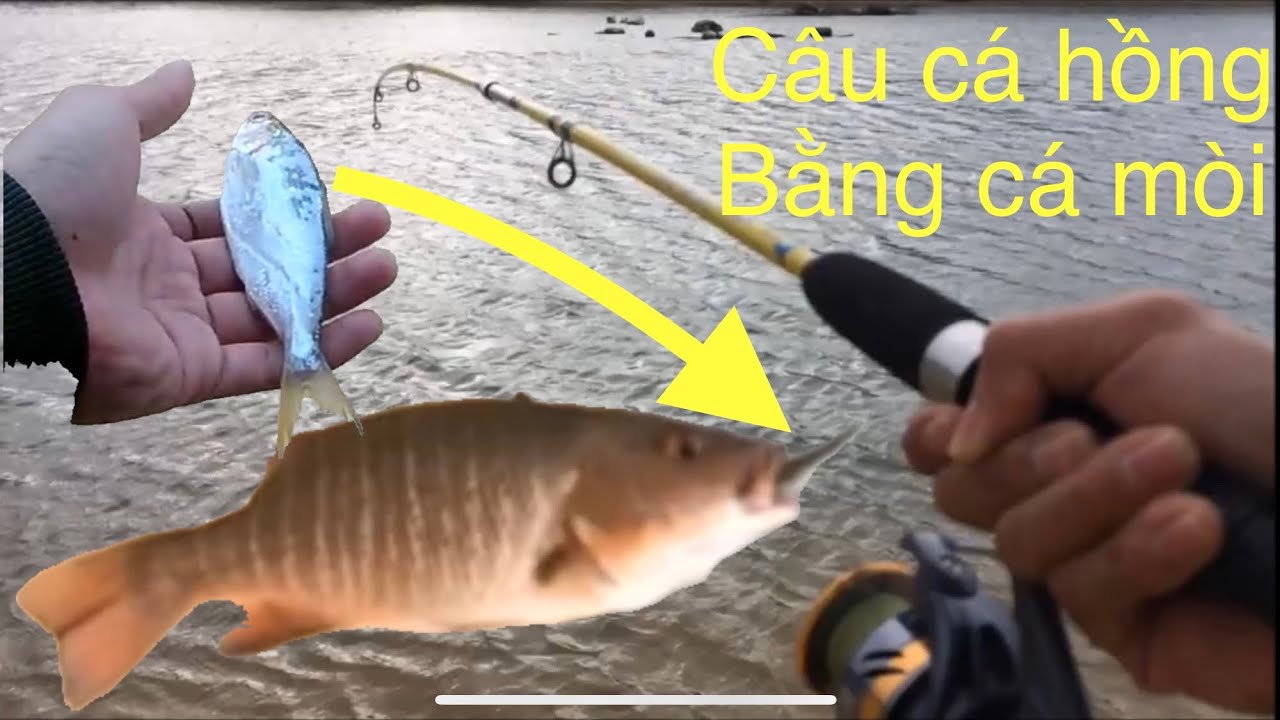 Mồi Câu Cá Hồng Biển
