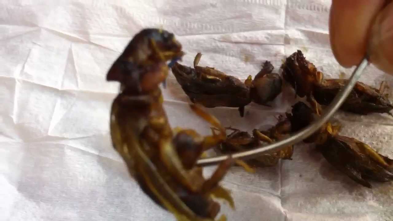Mồi Câu Trê