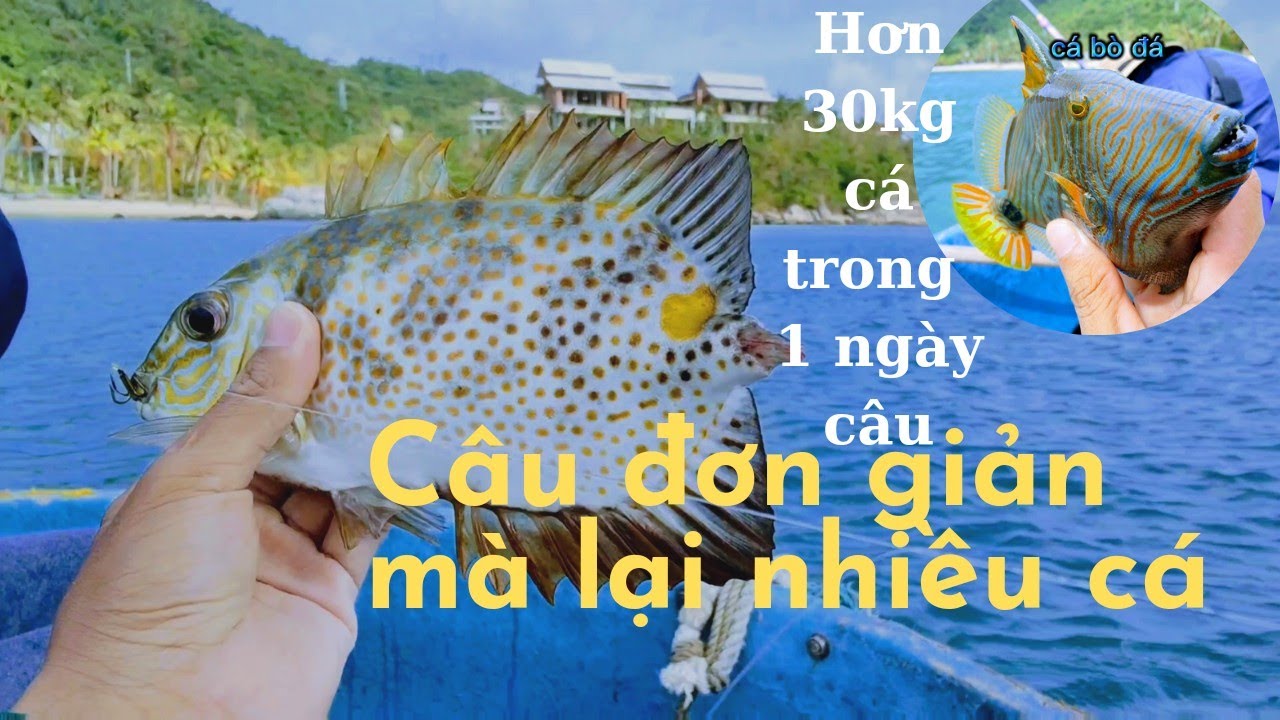 Mồi Câu Cá Kình