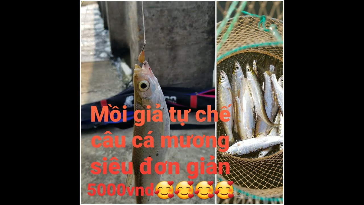 Câu Cá Mương Bằng Mồi Giả
