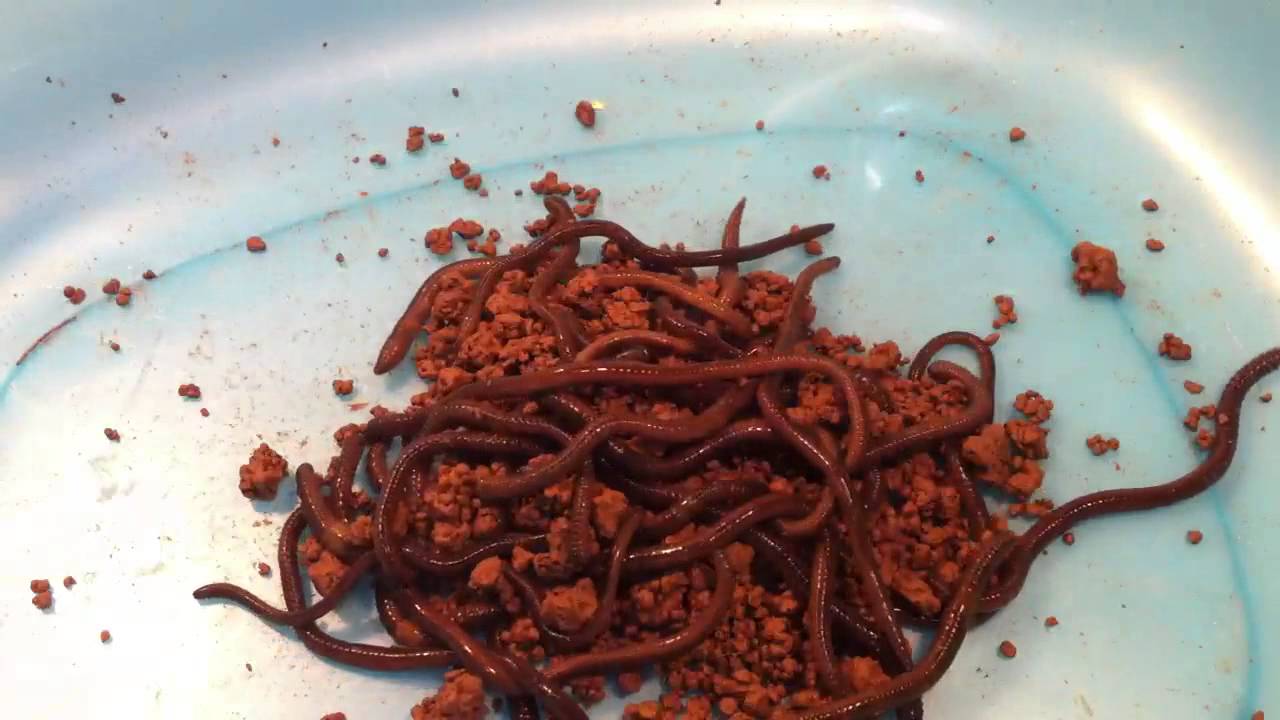 Mồi Trùn Câu Cá Gì