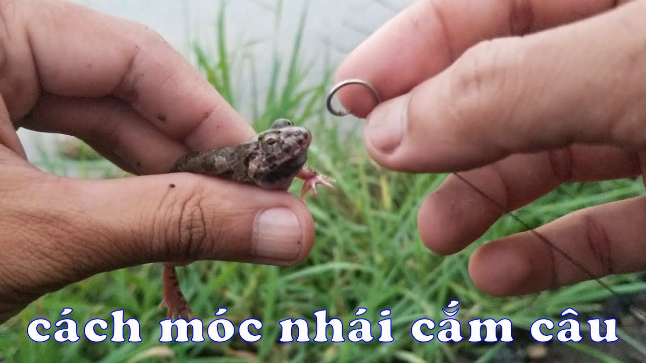 Cách Câu Cá Lóc Bằng Nhái