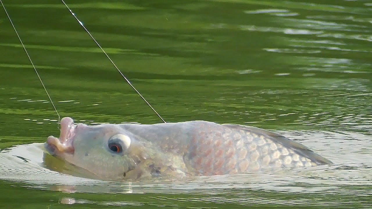 Cách Câu Cá Rô Phi Lớn: Bí Quyết Từ Chuyên Gia Lão Làng